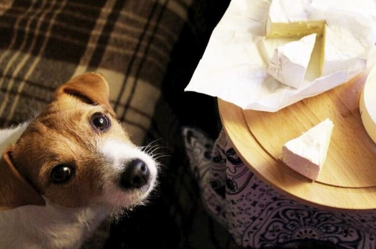 What Cheeses Can Dogs Eat?