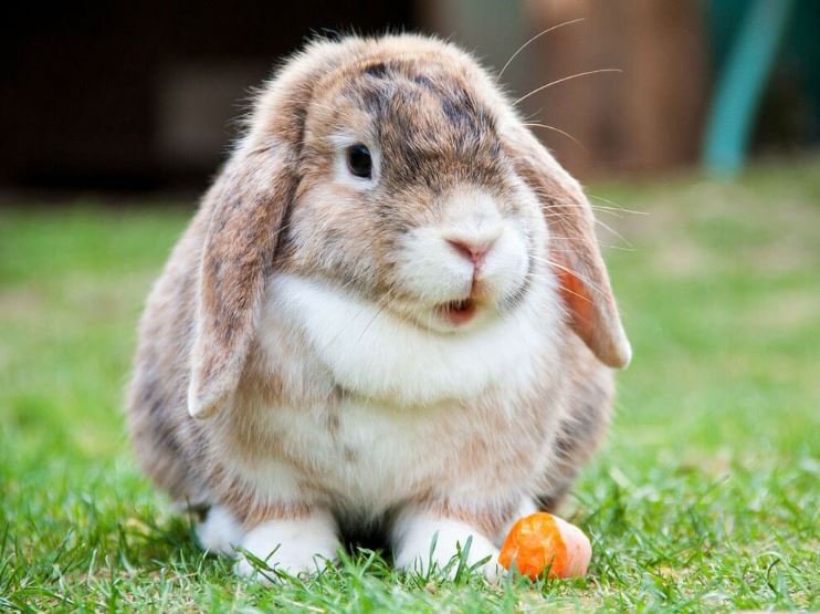 Can Rabbits Eat Cheese: Can I Give Cheese To My Bunnies?